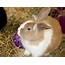 Bunny Rabbit Free Stock Photo  Public Domain Pictures