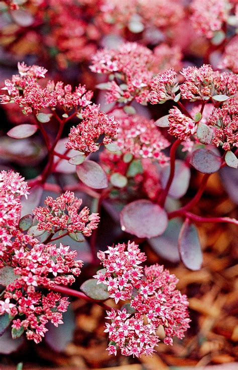 17 Best Sedums That Will Look Gorgeous Even Through Heat Waves And Dry
