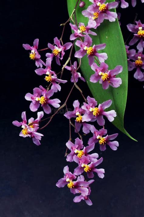 Set Of Lilac Orchid Flowers Stock Image Image Of Macro Close 93727683