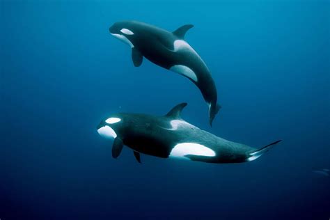 Orca Deaths Found To Be A Result Of Human Activity New Scientist