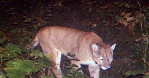 2 Cougar Sightings Confirmed In Michigans Up