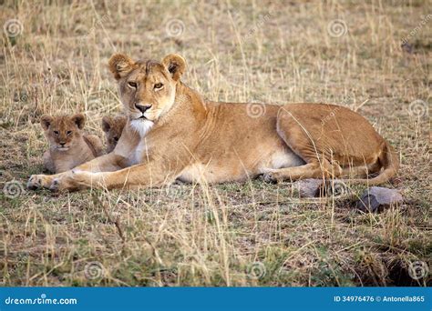 African Lioness Panthera Leo And Cubs Stock Photo Image Of Young