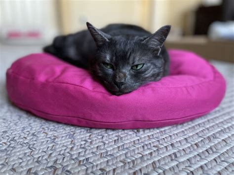 Fluffy Organic Cat Bed Pillow Modern Cat