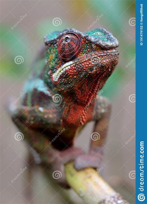 Male Panther Chameleon Stock Photo Image Of Close Furcifer 191479152