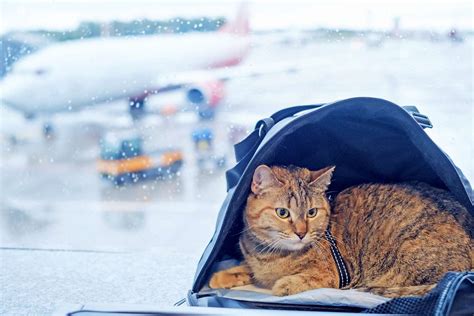 A Guide To Flying With Your Cat On A Plane Daily Paws