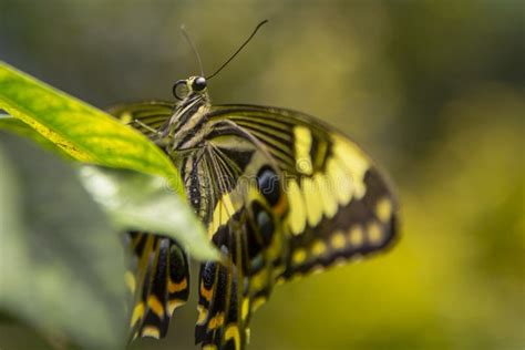 Farfalla Gigante Di Swallowtail Fotografia Stock Immagine Di