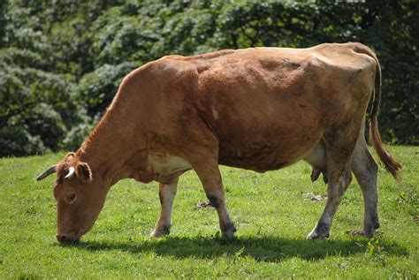 Free Photo Animal Milk Dairy Cow Farm Free Image On Pixabay 659014