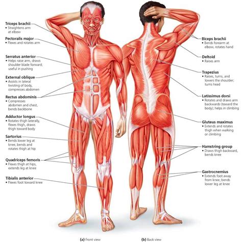 The Muscular System Biology Of Humans