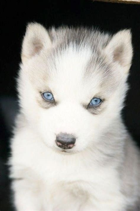 Blanc White Malamute Husky Puppy Dog With Blue Eyes Siberian Huskies