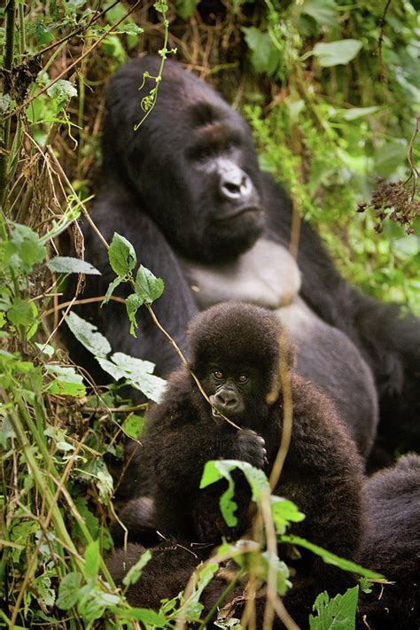 Endangered Mountain Gorillas Habitate Photograph By Carl D Walsh
