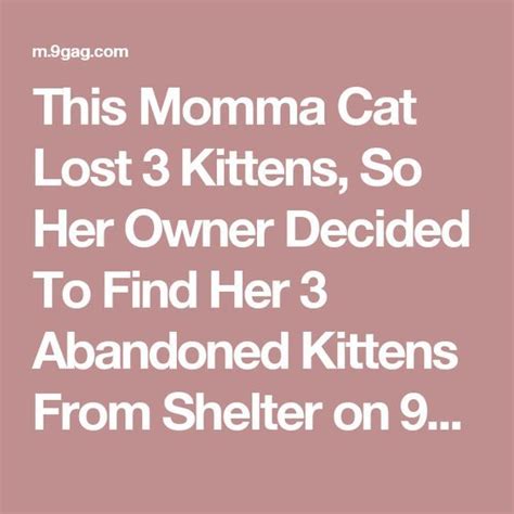 This Momma Cat Lost 3 Kittens So Her Owner Decided To Find Her 3