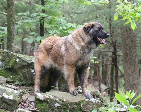estrela mountain dog info temperament puppies pictures