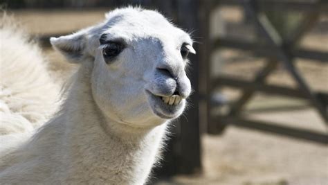 How To Trim An Alpacas Teeth Video The Business Journals