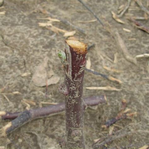 Stages Of Apple Tree Growth What To Expect After Planting Stark Bros