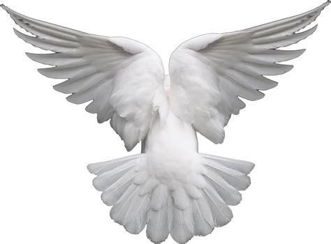 Dove No Background Png All Png All