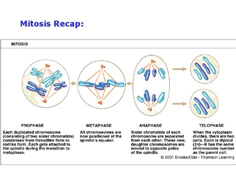 Therefore, we put numbers after the meiosis to indicate whether the 1 or 2nd stage of division is occurring. Mitosis Recap: