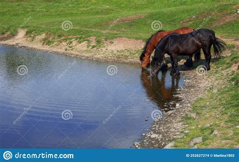 Horses Drink Water In The Lake Stock Photo Image Of Summer Clarity