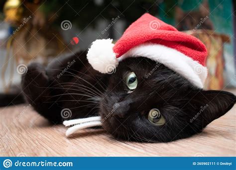 Black Cat In A New Year S Santa Claus Costume Stock Image Image Of