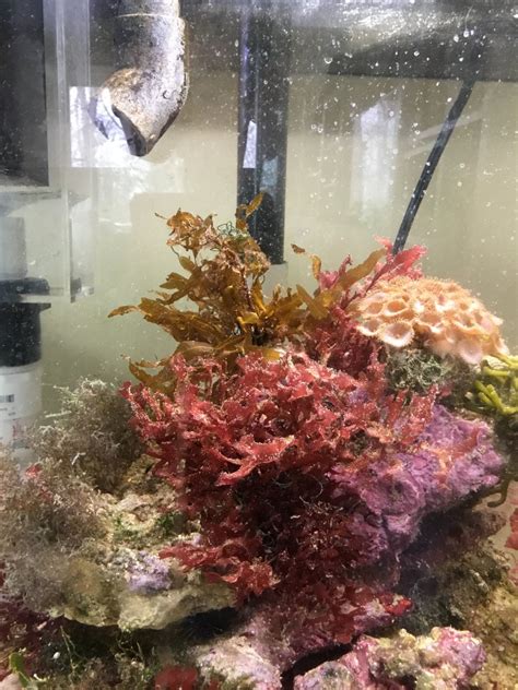 30g Planted Seahorse Tank Reef2reef Saltwater And Reef Aquarium Forum