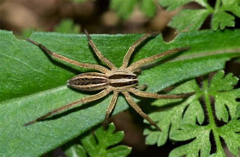 Wolf Spiders Love The Color Green Study Shows •