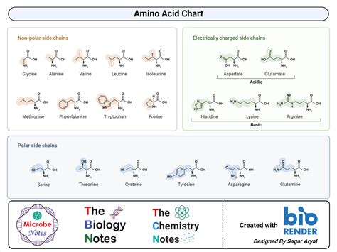 Amino Acid Periodic Chart