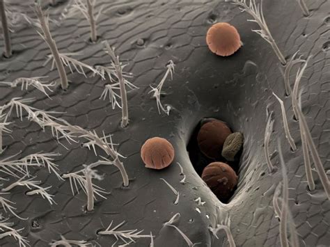 Hidden World Of Microscopic Life Revealed In Extraordinary Pictures