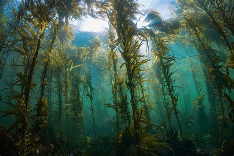 Satellite Images Track Decline Of Tasmanias Giant Kelp Forests