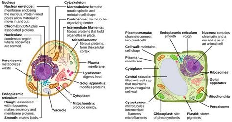 Image Result For Illustrations Of A Cell And Different Components