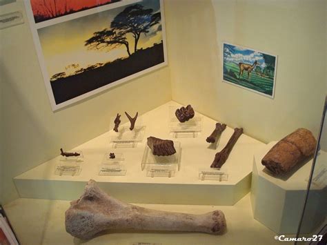 Muhnes Museo De Historia Natural De El Salvador Muhnes M Flickr