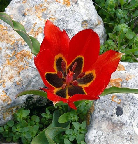 Tulipes Botaniques Ces Sauvages Venues Des Steppes Vivaces AN
