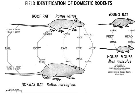 All About Rats Types Of Rats Locations And History Rat Facts And More