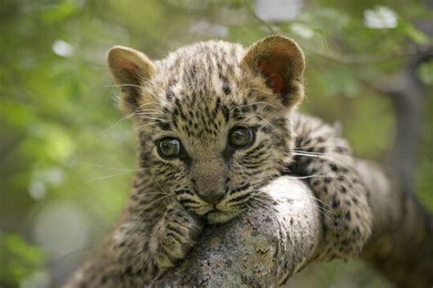 Pet Baby Leopard