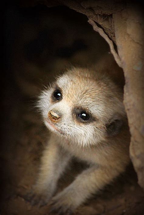 Whats Cuter Than A Meerkat Absolutely Nothing Baby Meerkat Cute