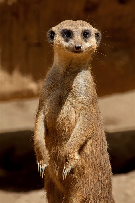 Meerkat Animal Public Domain Free Photos For Download