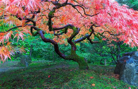 The Worlds Beautiful Trees Will Surprise You Best Travel Tale