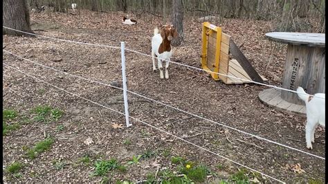 It is therefore very important to have a good fence. Easy Electric Fencing Solutions For Goats - YouTube