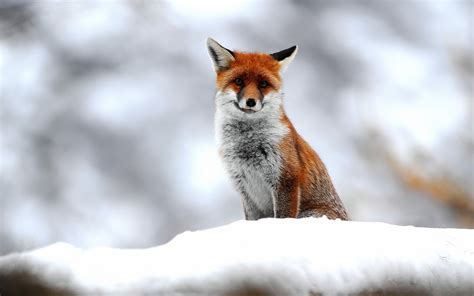 Nature Animals Fox Snow Wallpapers Hd Desktop And