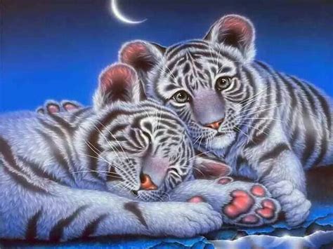 White Tiger Cubs Милые детеныши животных Детеныши животных Рисунки