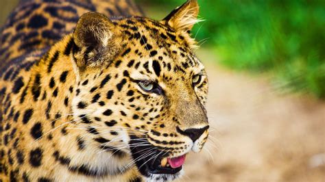 Download Wallpaper 1600x900 Leopard Muzzle Cry Big Cat Predator