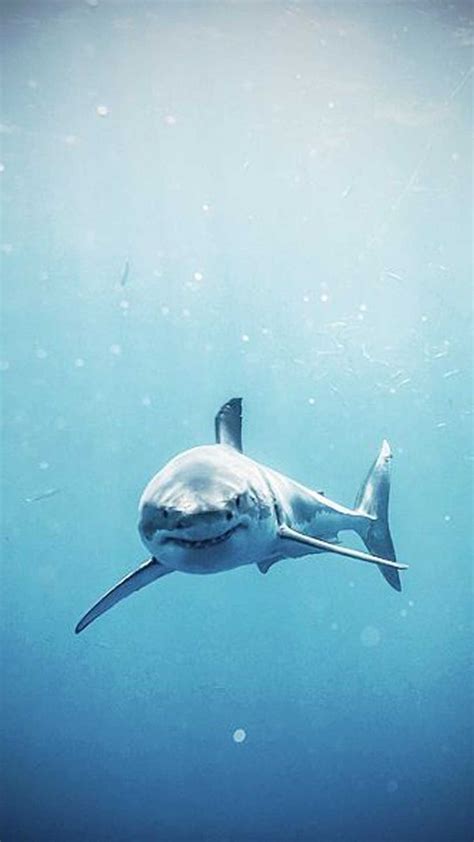 Shark Wallpaper Discover More 1080p Background Cool Desktop High