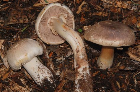 Mock Meadow Mushroom Agaricus Californicus Rose Garden Flickr