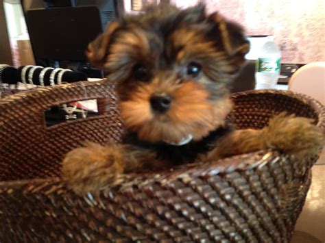Puppies For Sale Furrylicious Puppy Boutique New Jersey Puppies