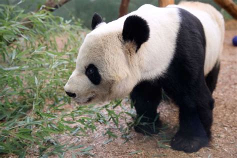 Giant Panda Zoo Atlanta