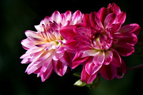 1680x1050 Wallpaper Pink Late Summer Dahlias Flower Petal Peakpx