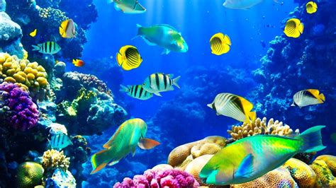 Ocean Fishes Nature Sea Sealife Underwater