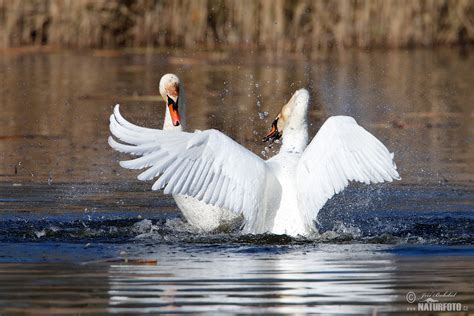 Brought in from europe as an ornamental addition to parks and estates, the mute swan has established itself. Mute Swan Photos, Mute Swan Images, Nature Wildlife ...