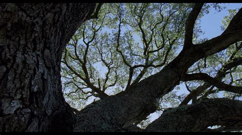 Tree Of Life By Terrence Malick Tree Of Life Tree Film Stills