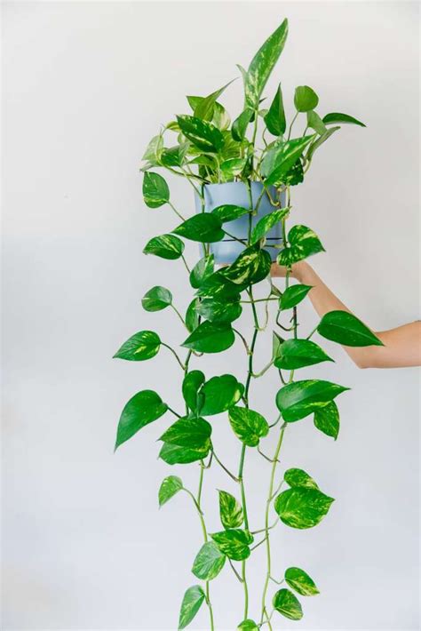 The Best Indoor Hanging Plants