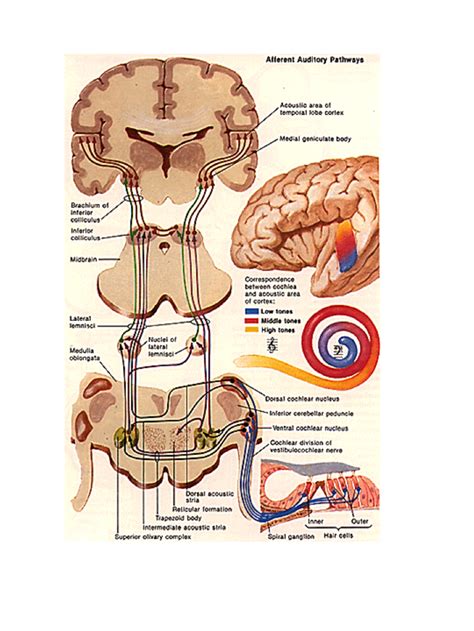 Auditory Pathway Diagram