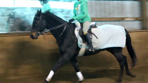 My Friend Riding Her Gorgeous Thoroughbred Gelding Youtube